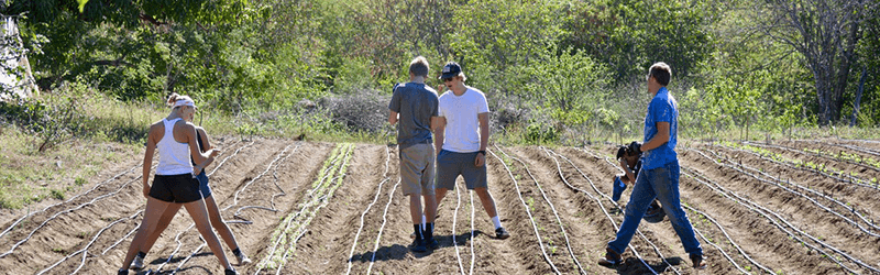 Students working in an agricultural field
